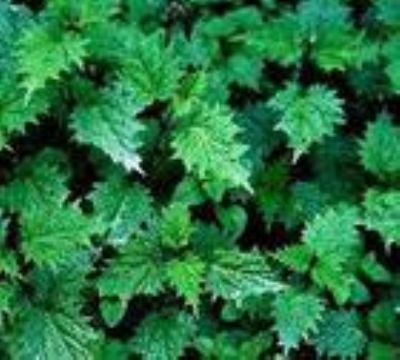 Nettle Extract（3,4-Divanillyltetrahydrofuran）